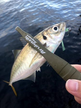 サイズが少し上がった舞洲のアジ