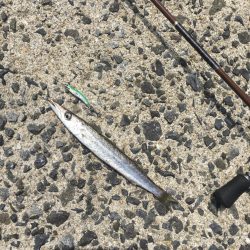 A.P.Pフィッシングガイドサービス　メタルトスでカマス