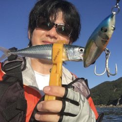 長崎　上五島　A.P.Pフィッシングガイドサービス　サバのナブラ発生