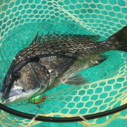 長崎　上五島　A.P.Pフィッシングガイドサービス　カヤックでトップチヌを楽しむ