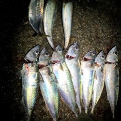 大サバ結構釣れました part2