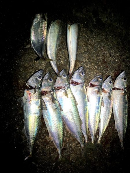 大サバ結構釣れました part2