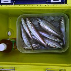 残暑のキス釣り　チャリコの大群