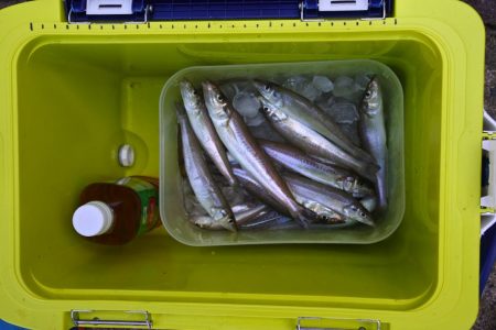 残暑のキス釣り　チャリコの大群