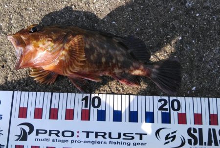 子供と一緒に釣り