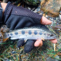 禁漁期間のその前に