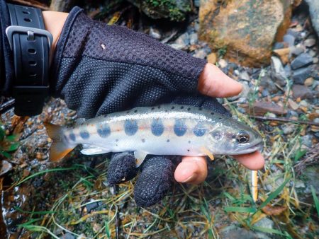 禁漁期間のその前に