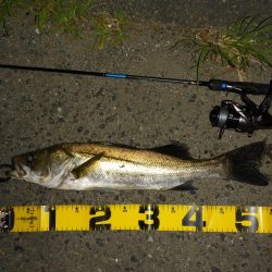 チニングの外道