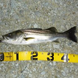 雨上がりのシーバス狙い