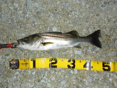 雨上がりのシーバス狙い