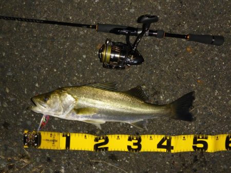 大雨後の増水狙いシーバス