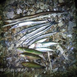 サヨリ、アナゴ、小物合計11目！