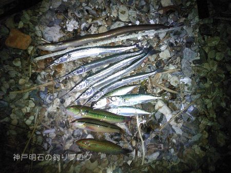 サヨリ、アナゴ、小物合計11目！