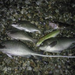 グレチヌ合わせて9目釣り！