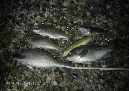 グレチヌ合わせて9目釣り！