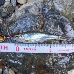 カワムツのポイント新規開拓！