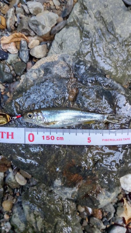 カワムツのポイント新規開拓！