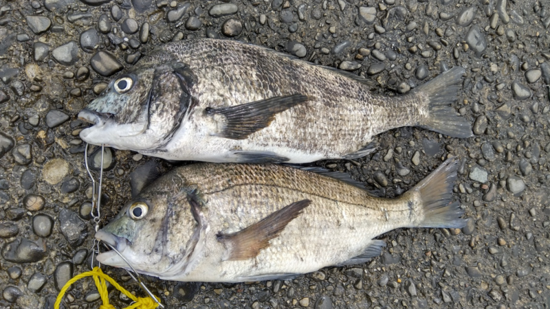 苦潮のなか、なんとか二枚