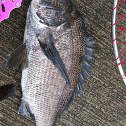 朝から晩まで落とし込み