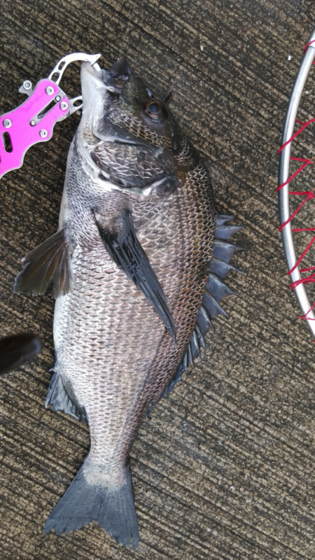 朝から晩まで落とし込み