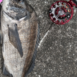 なんとか黒い47cm