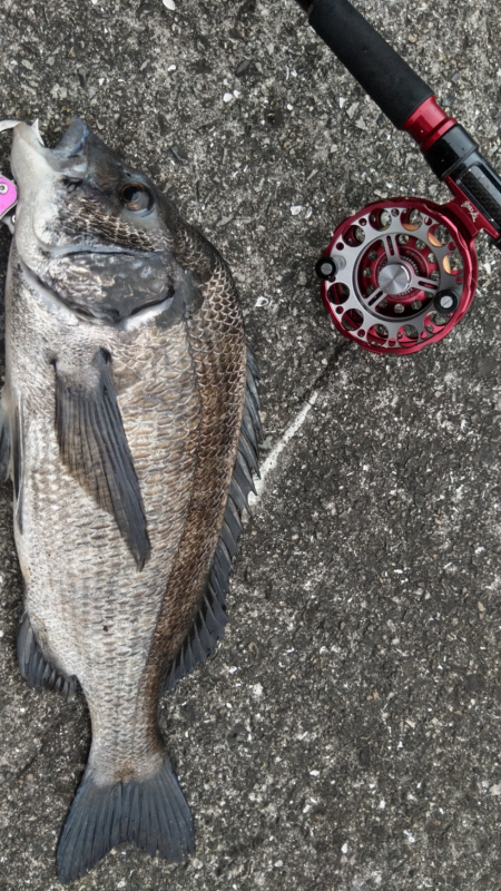 なんとか黒い47cm