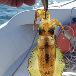 アオリイカ新子調査