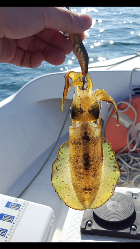 アオリイカ新子調査