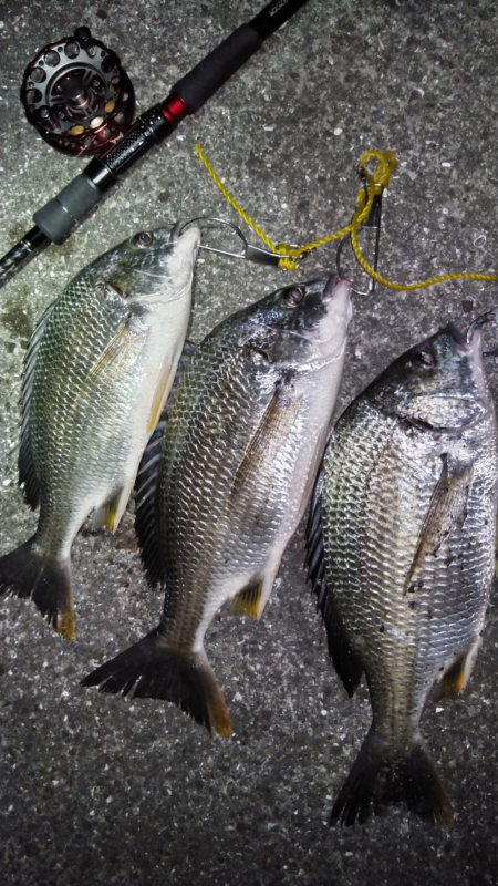 夜のキビレ散歩