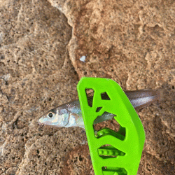 姫路でキス釣り激渋