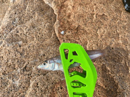 姫路でキス釣り激渋