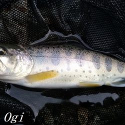 禁漁期前にプチラッシュ