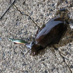 コロッケあがりました。