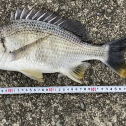 芦屋浜東護岸でキビレあがりました