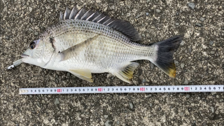 芦屋浜東護岸でキビレあがりました