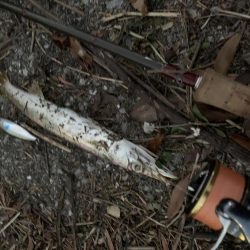 思わぬゲスト登場