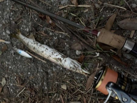 思わぬゲスト登場