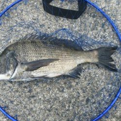 くろねこ流 紀州釣りに挑戦！！