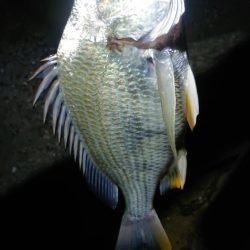 シーバス厳しくキビレ優しい