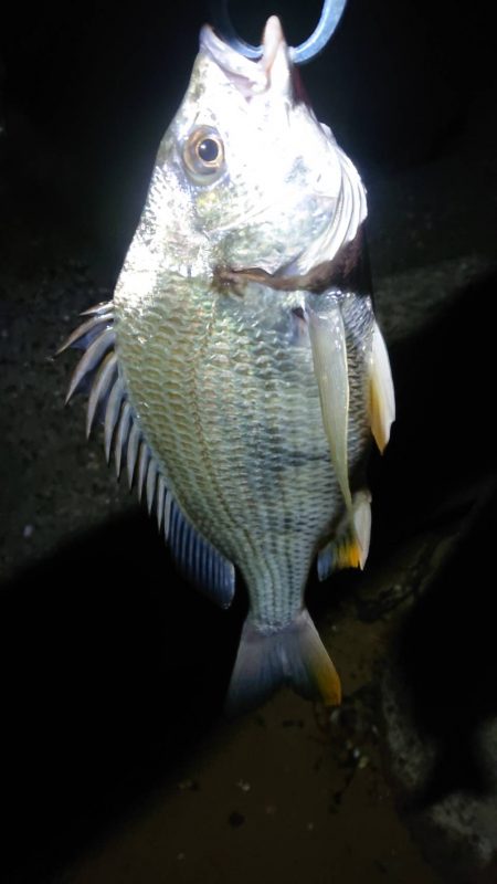 シーバス厳しくキビレ優しい