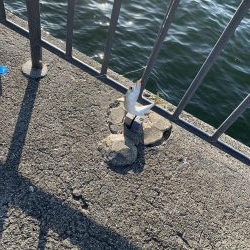 サバオンリー(-｡-;