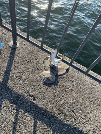 サバオンリー(-｡-;