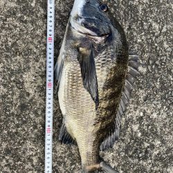 芦屋浜東護岸チヌ上がりました