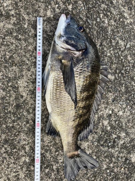 芦屋浜東護岸チヌ上がりました