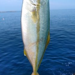 小さいけど青物ゲット