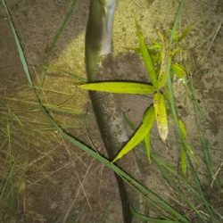 釣れるとは思ってなかった