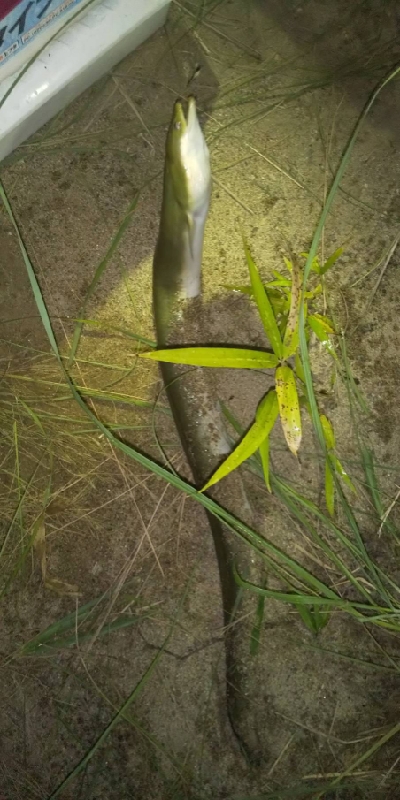 釣れるとは思ってなかった