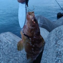 タチウオ、キジハタ