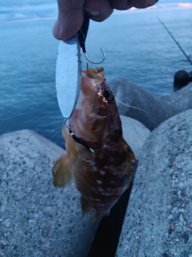 タチウオ、キジハタ