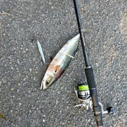 真っ昼間にも回遊有り